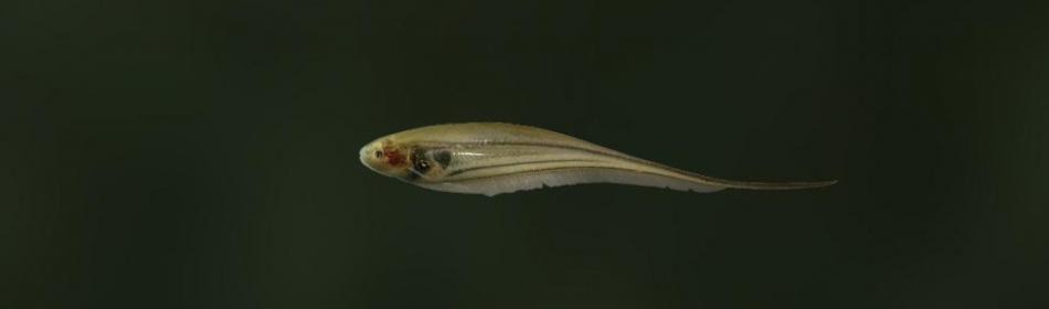 Glass knifefish