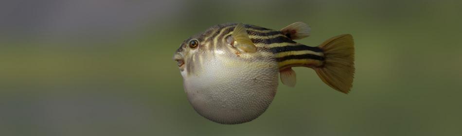 Globe fish
