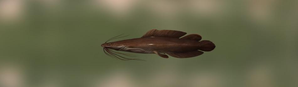 African catfish