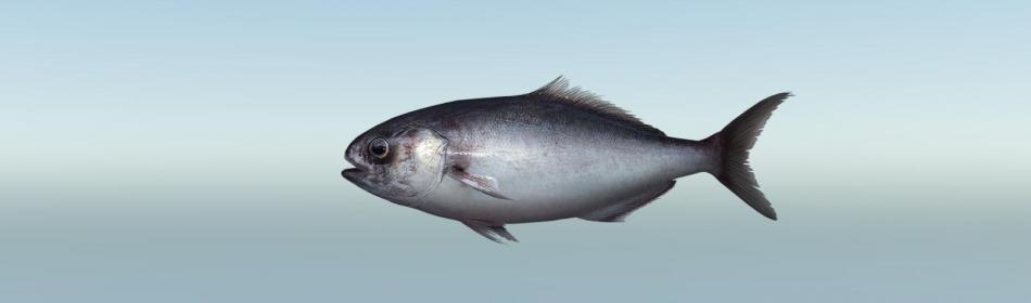 Pacific barrelfish