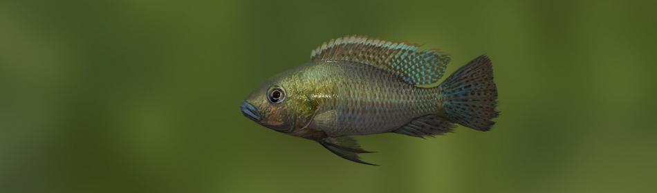 Thoracochromis wingatii