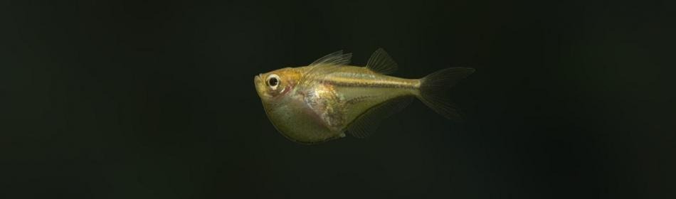 Pygmy hatchetfish