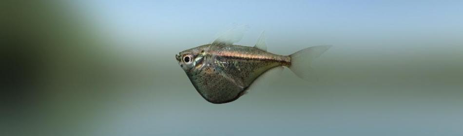Blackwing hatchetfish