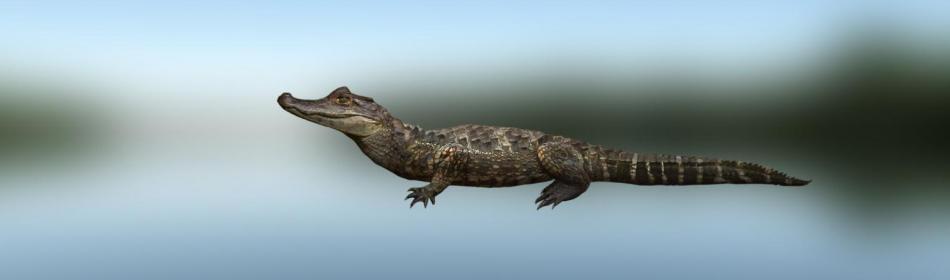 Smooth-fronted caiman