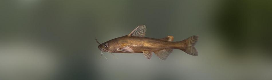 Herzenstein's catfish