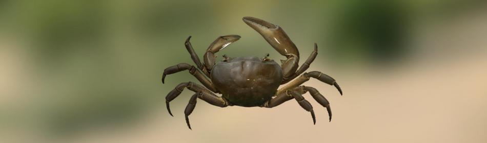 African freshwater crab