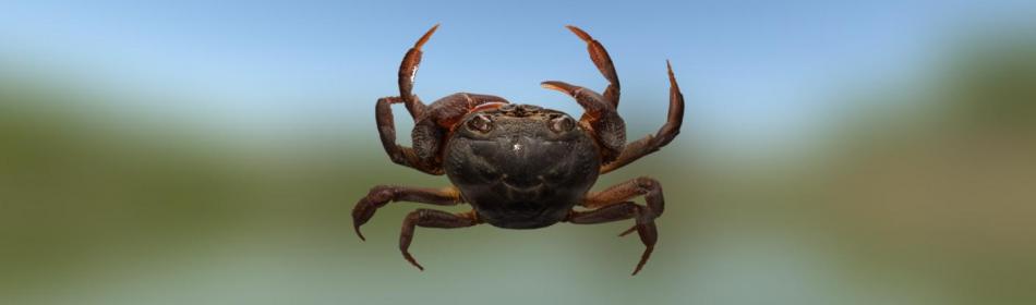 Crab semi-terrestrial