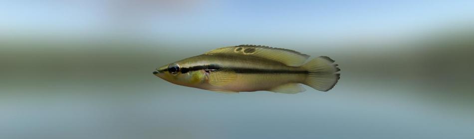 Proteus Pike Cichlid