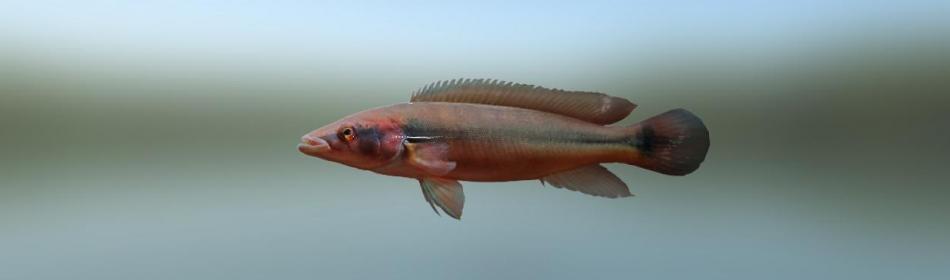 Atabo Red Pike Cichlid