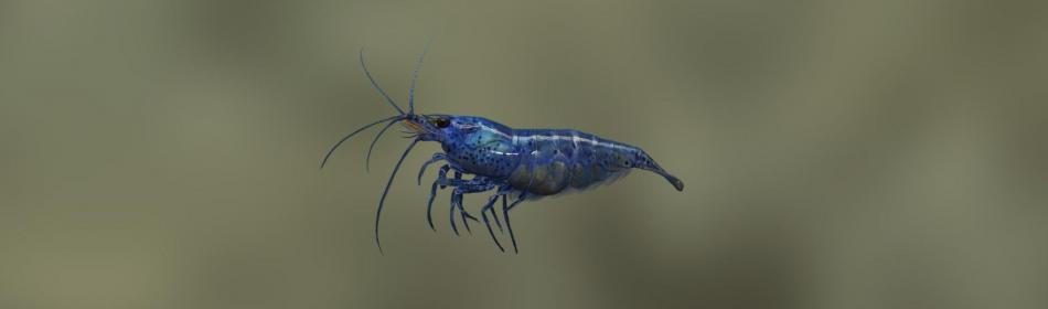 Blue pearl shrimp