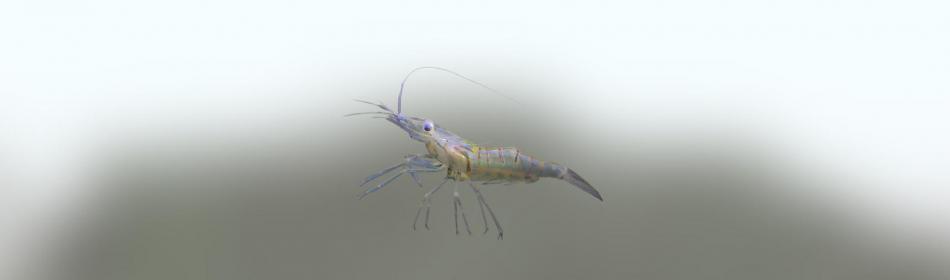 Chinese grass shrimp