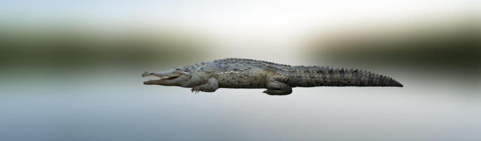 Крокодил оринокский