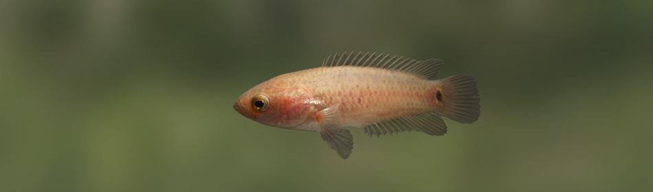 Ocellated labyrinth fish