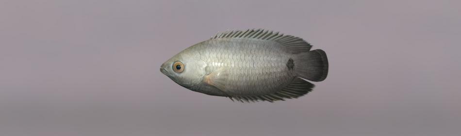 Petheric's Bushfish