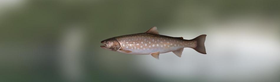 Whitespotted char