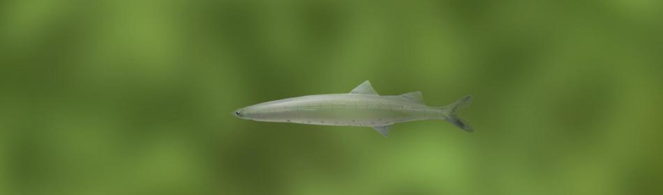 Salangichthys microdon