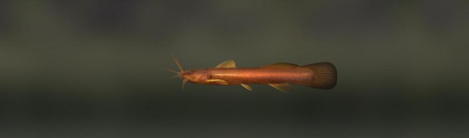 Liobagrus catfish