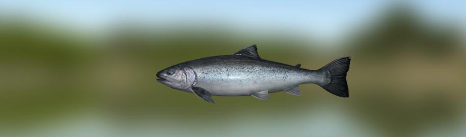 Black Sea salmon