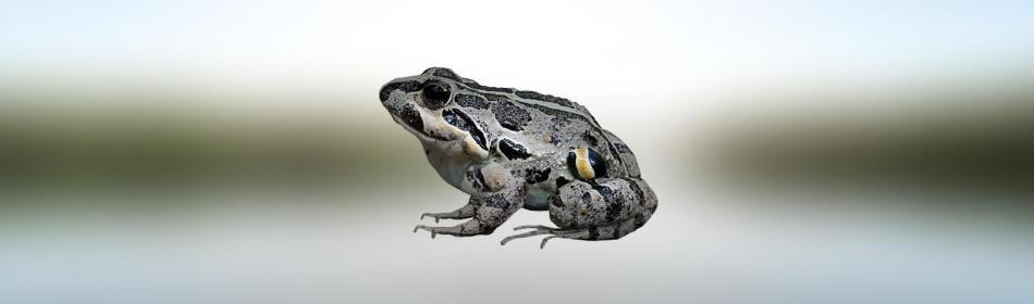 Chile Four-eyed Frog