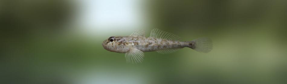 Marbled goby