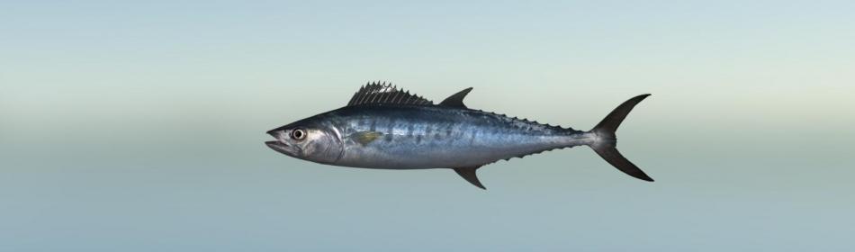Barred Spanish mackerel