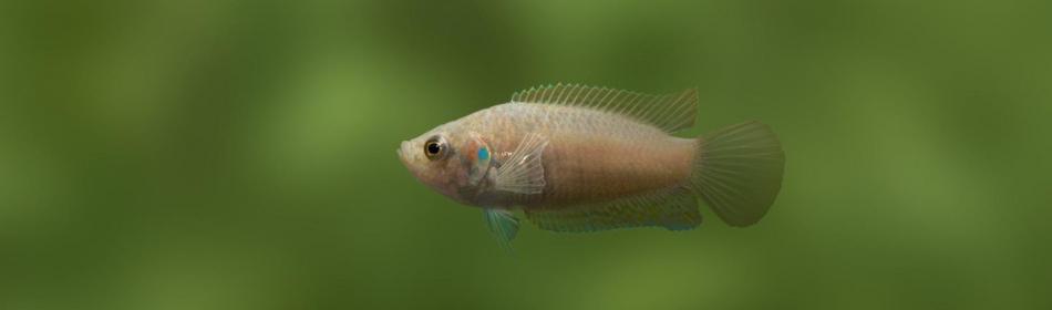 Round tail paradisefish