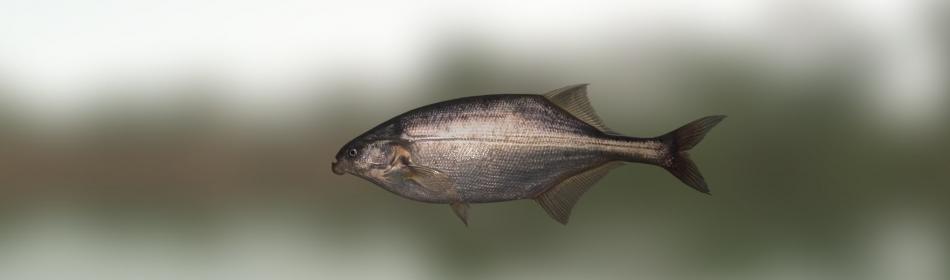 Trunkfish Thisk-lipped Fish