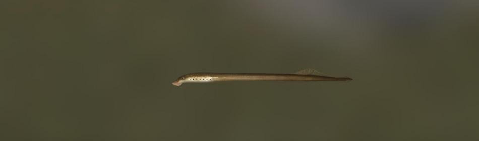 Far Eastern brook lamprey
