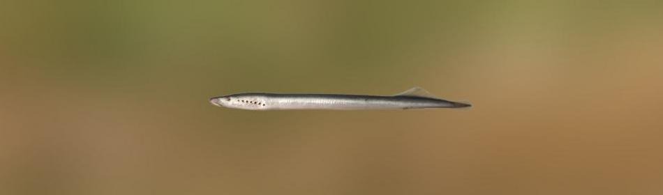 Northern brook lamprey