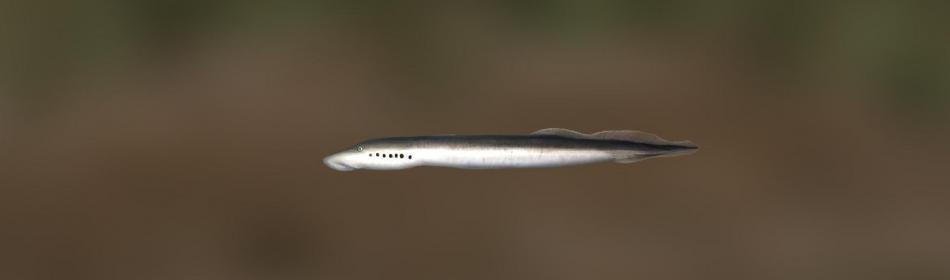 Silver lamprey