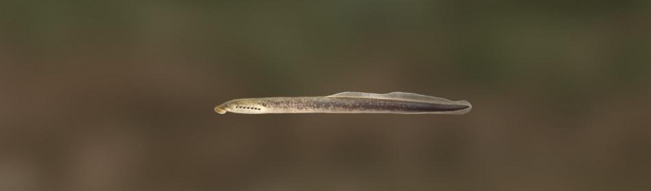 Southern brook lamprey