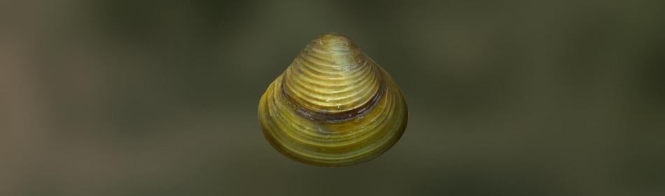 The asiatic clam