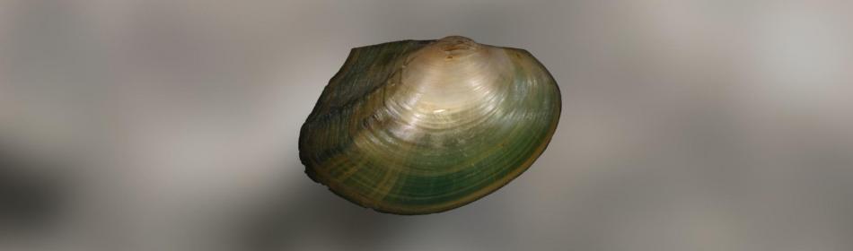 Chinese Pond Mussel