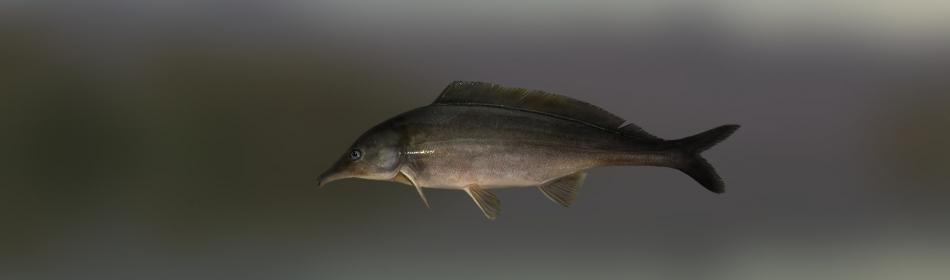Elephant-snout fish