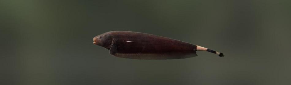 Apteronotid eel