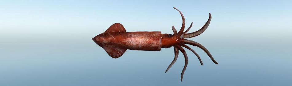 Robust clubhook squid