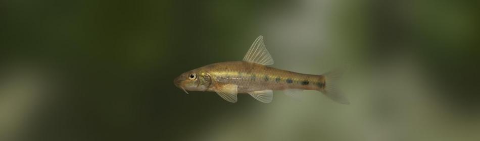 Long-nosed gudgeon
