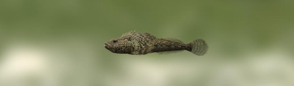 Don tadpole-goby