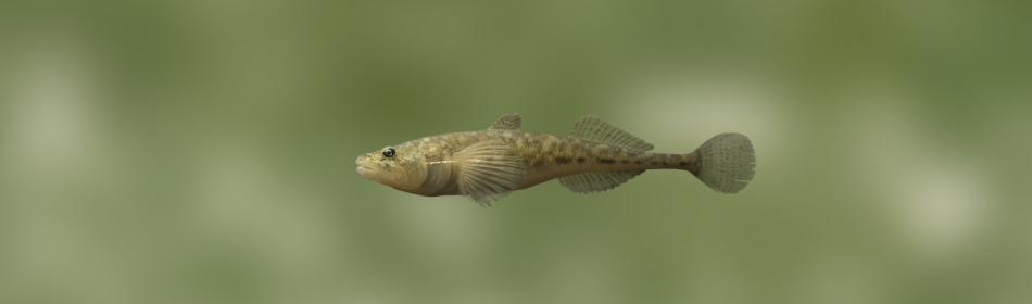 Small-spine tadpole-goby