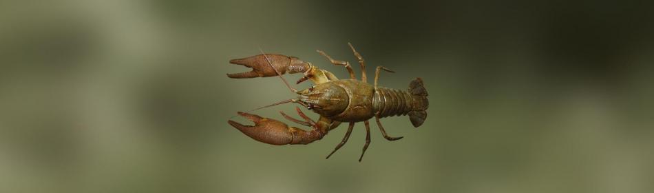 Crayfish dauricus