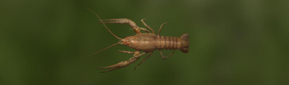 Narrow-clawed crayfish
