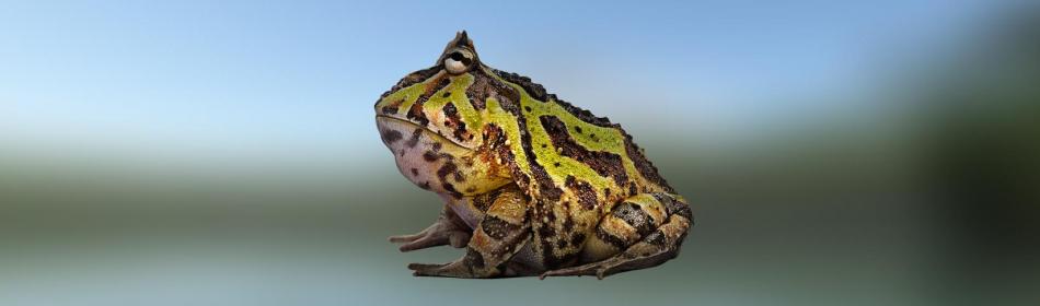 Argentina Horned Frog