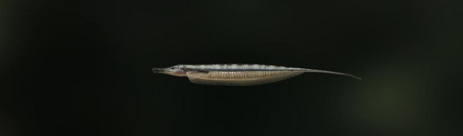 Рыба-нож игольчатый