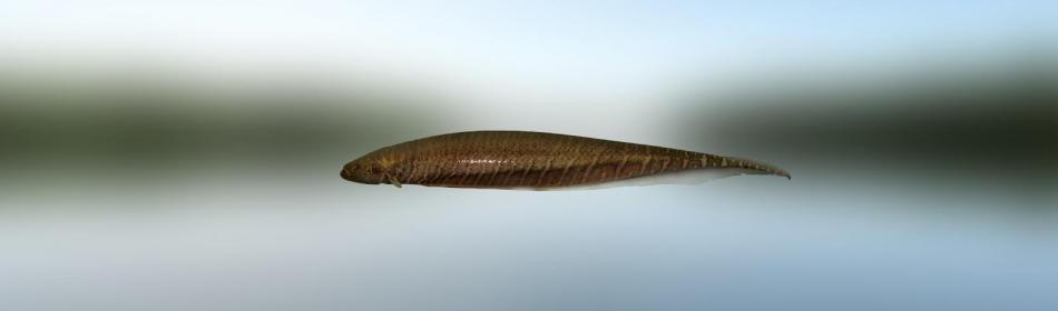 Рыба-нож карапо обыкновенный