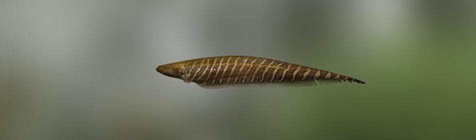 Рыба-нож зебровый