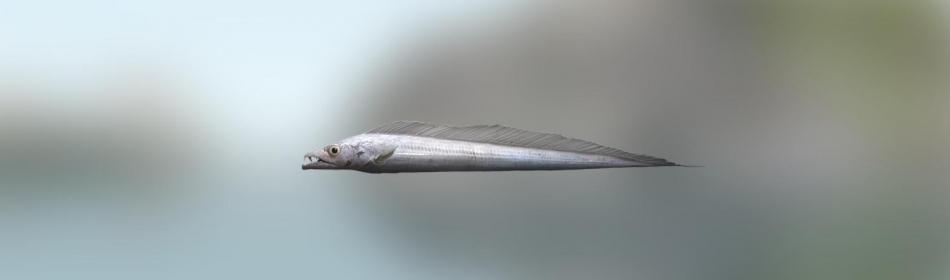 Largehead hairtail