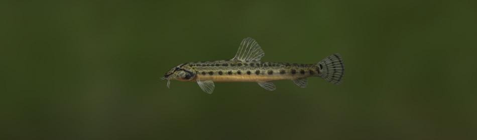 Spined loach