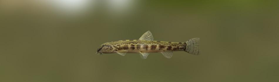 Golden spined loach