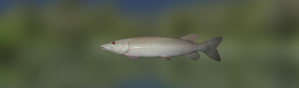 Pike albino