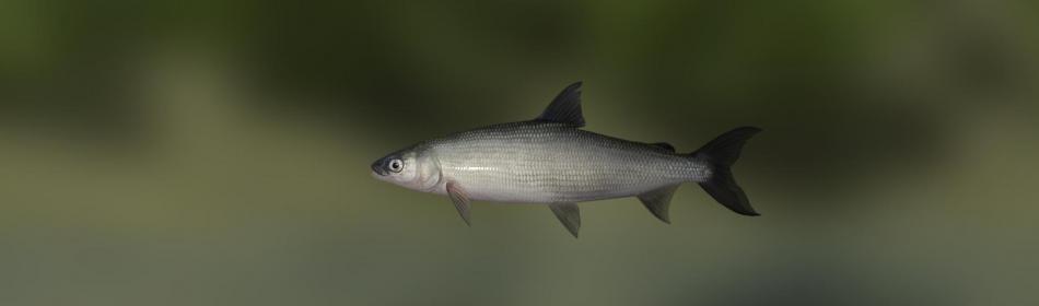 Khadary-whitefish